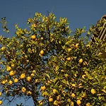 Casa Limon Villa Marbella