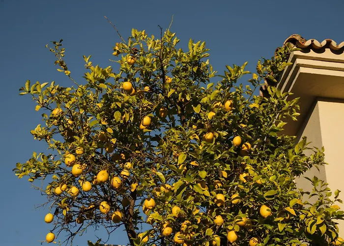 Casa Limon * Marbella