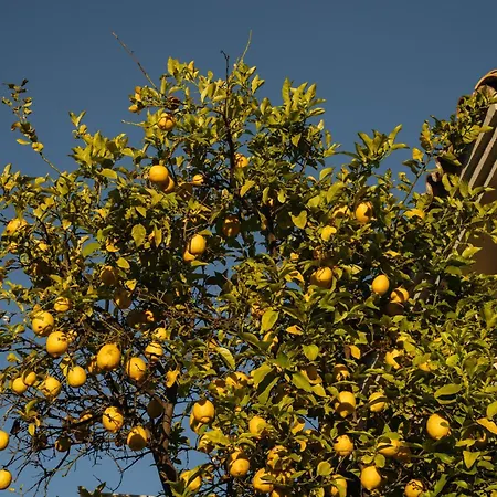 Casa Limon * マルベーリャ